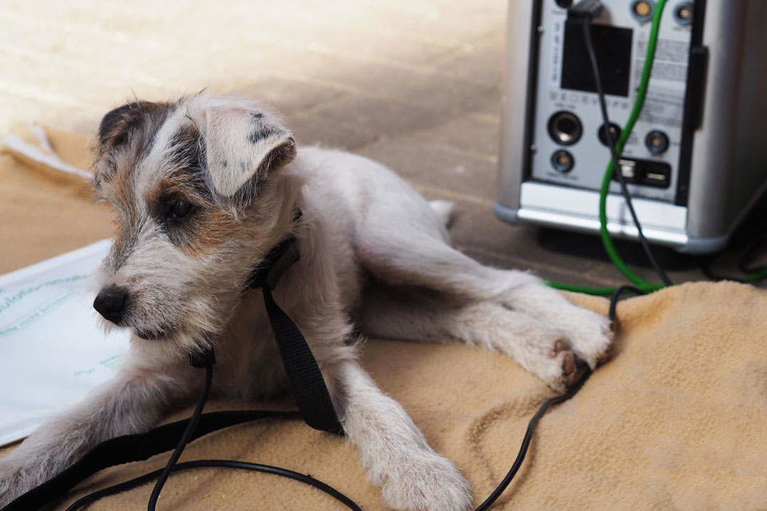 Auch Kleintieren kann in vielen Fällen mit Chiropraktik geholfen werden. Sprechen Sie uns an!