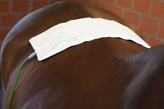 Auch Kleintieren kann in vielen Fällen mit Chiropraktik geholfen werden. Sprechen Sie uns an!