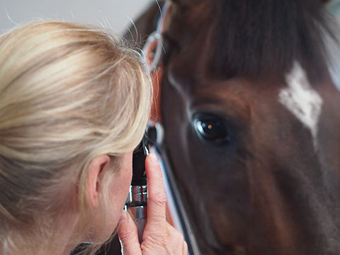 Immer im Einsatz für Sie und Ihr Pferd. Tierärztin Dörte Wiedenhöft bietet 24h Stunden Bereitschaftsdienst an.